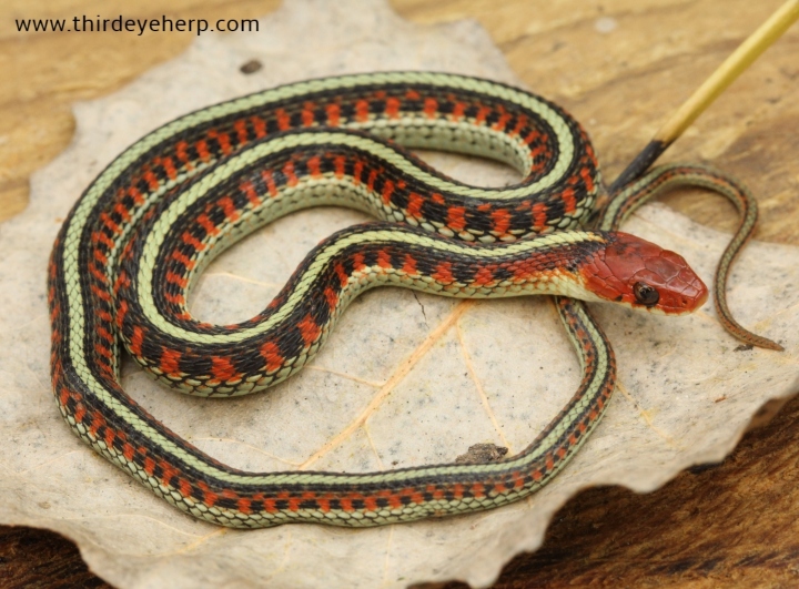 California Red-sided Garter Snake